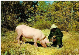 CHERCHEUR DE TRUFFES EN PERIGORD-cochon-pig-varken-porc-agriculture - Cochons
