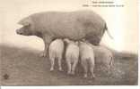 NOS CAMPAGNES-cochons-une Heureuse Petite Famille - Pigs