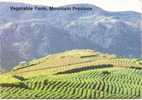 PHILIPPINES - Vegetable Farms In Mountain Province - Philippinen