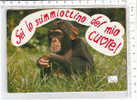 PO3903A# UMORISTICA - SCIMMIA - APE  VG 1991 - Monkeys