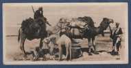 EGYPT - CP THE SUEZ CANAL - A GROUP OF CAMELS NEAR CANTARA - UN GROUPE DE CHAMEAUX PRES D´EL KANTARA - N° 109 ANIMATION - Persons