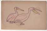 CARTE POSTALE RAPHAEL TUCK A COLORIER PELICANS BELLE CARTE - Tuck, Raphael