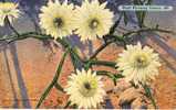 11973  Stati  Uniti    Arizona, Tucson,  Night Blooming Cereus  NV - Tucson