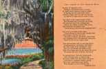 11981  Stati  Uniti  Florida,  Largo,  The Legend Of The  Spanish  Moss.  NV - Sonstige & Ohne Zuordnung