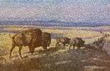 11995  Stati  Uniti  Montana, Great Falls, The  American Bison Or Buffalo  NV - Great Falls