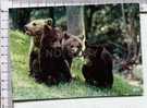 OURS En Liberté  Dans La Réserve Africaine Du CHATEAU De THOIRY En YVELINES - Bears