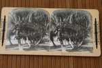 CARD STÉRÉOSCOPIQUE Stéréowiew STEREOSCOPIC Stéréoskopisch:IMPERIAL SERIES 1901 COCOANUT TREES AT LAKE WORTH, FLA. USA - Stereoscope Cards