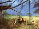 (103) Lion - - Leones