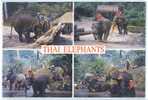 C.P.M. THAI ELEPHANTS - Elefanti