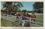Kentucky - Blue Grass Horse Farm - Autres & Non Classés