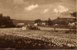 Lily Field. Bermuda - Bermudes