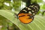 Butterfly S-t-a-m-p-ed Card 0349-5 - Butterflies
