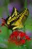 Butterfly S-t-a-m-p-ed Card 0349-5 - Vlinders