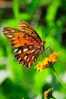 Butterfly S-t-a-m-p-ed Card 0349-5 - Farfalle