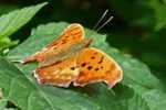 Butterfly S-t-a-m-p-ed Card 0349-5 - Farfalle