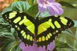 Butterfly S-t-a-m-p-ed Card 0349-5 - Mariposas