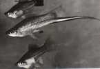 CP - PHOTO - XIPHOPHORE OU PORTE EPEE - XIPHOPHORUS HELLERI - POECILIDES - 62 - MEXIQUE - PROTEOSULFAN - Fische Und Schaltiere