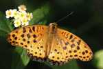 Butterfly S-t-a-m-p-ed Card 0349-6 - Schmetterlinge