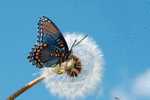 Butterfly S-t-a-m-p-ed Card 0349-6 - Schmetterlinge