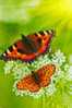 Butterfly S-t-a-m-p-ed Card 0349-6 - Papillons