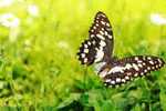 Butterfly S-t-a-m-p-ed Card 0349-6 - Farfalle
