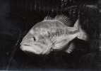 CP - PHOTO - BLACK BASS - MICROPTERUS SALMOIDES - CENTRARCHIDES - EAUX DOUCES - PROTEOSULFAN - Fische Und Schaltiere