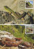 Reptiles;snake And Viper 2011 CM 2X Maxicard,carte Maximum Romania News! - Slangen