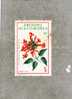COMORES :   Fleurs : Pyrostegia Venusta  (liane Aurore, Liane Corail) - Gebraucht