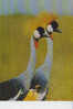 Etiopia   Crested Cranes - Ethiopie