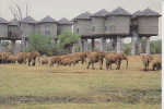 Safari Lodges - Kenya