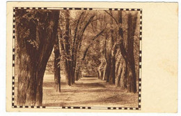 Lieu Inconnu  Carte  Amag  Sous Bois   40113 - Arbres