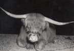 CP - PHOTO - BOEUF D'ECOSSE - 160 - TRANSFUSINE - - Bull