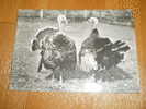 Turkey Postkarte Alte Postkarte Postcard Czechoslowakia - Bull