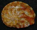 N°3639 //  HALIOTIS OVINA SP.  "Nelle-CALEDONIE" // F+++/GEM : DWARF : 29,5mm //  PEU COURANT . - Seashells & Snail-shells