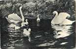 ANSICHTKAART  (672) AVIFAUNA * ALPHEN AAN DE RIJN * GELOPEN IN 1954 NAAR MAARSBERGEN - Alphen A/d Rijn