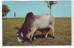 Postcard - Bull, Brahman Bull !!    (1679) - Taureaux