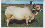 Postcard - Bull, Brahman Bull !!    (1680) - Stiere