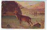Postcard - Deer  (1681) - Taureaux