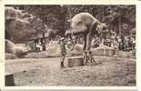 JARDIN ZOOLOGIQUE DE VINCENNES ..  L'ELEPHANT EQUILIBRISTE - Elephants