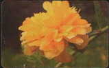 ROMANIA 012 - FLOWER - Rumania