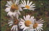 ROMANIA 017 - FLOWER - Romania