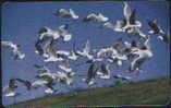 ROMANIA 023 - BIRDS - Rumania