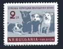 BULGARIA 1961 Dog On The Space    Yvert Cat. N°  Air 81  Absolutely Perfect MNH ** - Europe