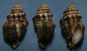 N°3683 // ERGALATAX MARGARITICOLA  "Nelle-CALEDONIE" // F++ : GROS : 31,3mm //  PEU COURANT . - Conchas Y Caracoles