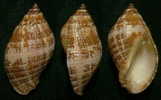 N°3691 // NASSA FRANCOLINA ?  "Nelle-CALEDONIE" // F+++ : 37,1mm //  ASSEZ RARE . - Seashells & Snail-shells