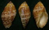 N°3693 // NASSA FRANCOLINA ?  "Nelle-CALEDONIE" // F+++ : 41,8mm //  ASSEZ RARE . - Seashells & Snail-shells