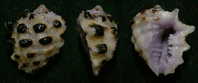 N°3702 // DRUPA MORUM  "Nelle-CALEDONIE" // F++ : DWARF : 22,2mm //  PEU COURANT . - Seashells & Snail-shells