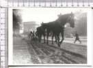 LABOURAGE  Avenue Foch - PARIS Le  14 Novembre 1933  - Carte Moderne - Landbouw