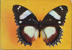 Romania-Postcard Unused- Butterfly Corner(Hypolimnas Edxithea) - Vlinders