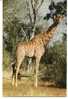 CPM GIRAFE Dans La Savane Parc National - Giraffe